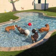 Bayside Pet Resort
