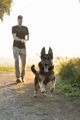 Mana's K9 Nutrition Market