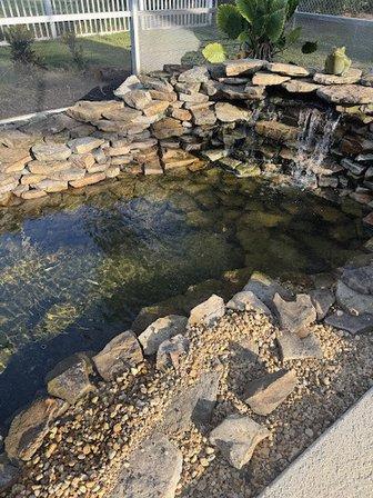 The Pond Monster