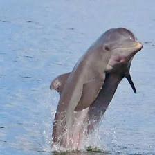 Passage Key Dolphin Tours