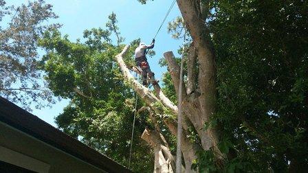 Alligator Tree Service, LLC