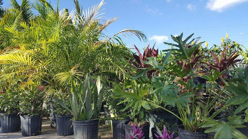 Pura Vida Gardens