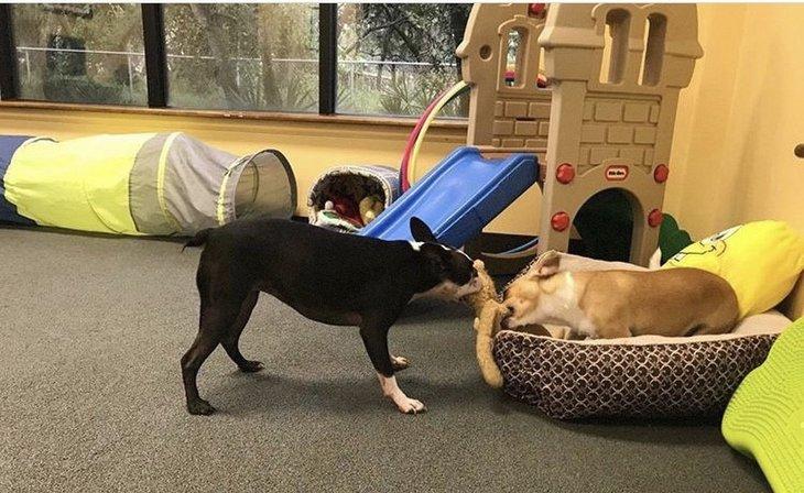 Just Like Home Pet Hotel