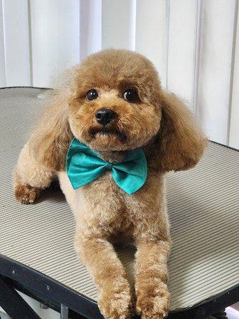Lynnie's Little Poodle Farm and Luxury Boarding Kennel