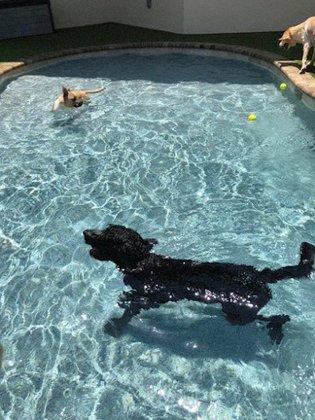 Bayside Pet Resort