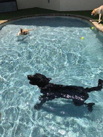 Bayside Pet Resort