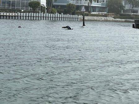 Passage Key Dolphin Tours