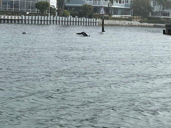 Passage Key Dolphin Tours