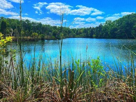 Homosassa Wildlife Management Area