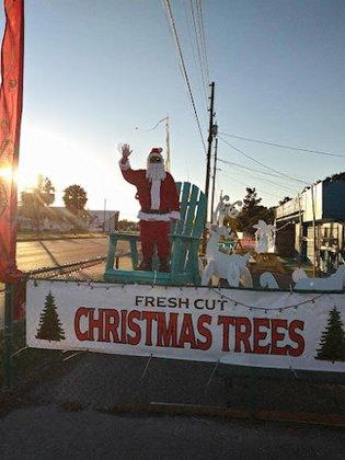Sunkissed Christmas Trees