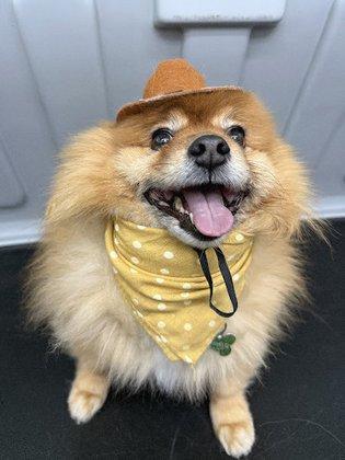 Bright N' Shine Pet Dental & Franchise