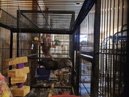 Birds of Paradise Sanctuary & Rescue