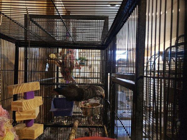 Birds of Paradise Sanctuary & Rescue