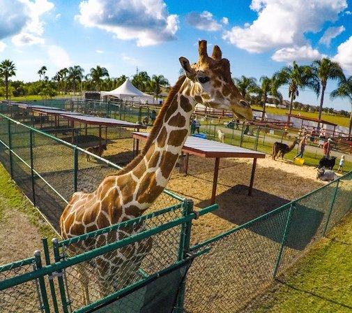 The Rye Road Giraffes