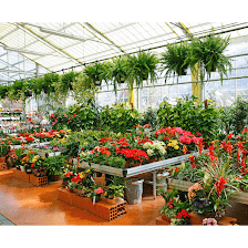 Mai Vang Florida