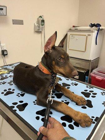 Goliath Doberman Empire