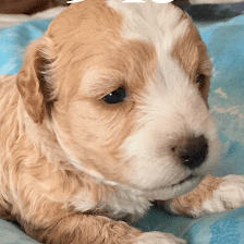 Darrells Maltipoo Puppies For Sale