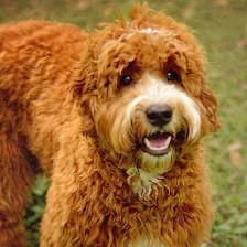 Lakewood Labradoodles