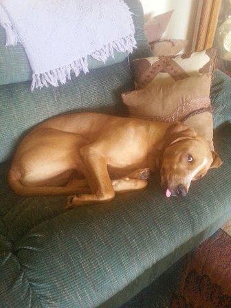 Cozy Critters Pet Care, LLC