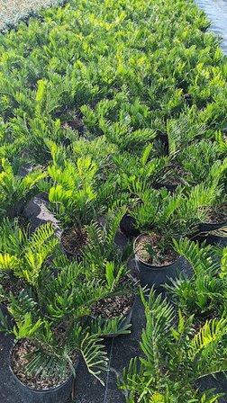 EarthBalance Native Nursery