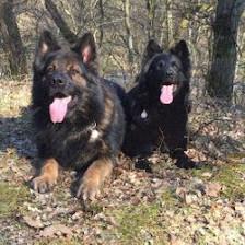 Happy 4 Paws, LLC