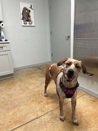Trinity Oaks Pet Wellness Center