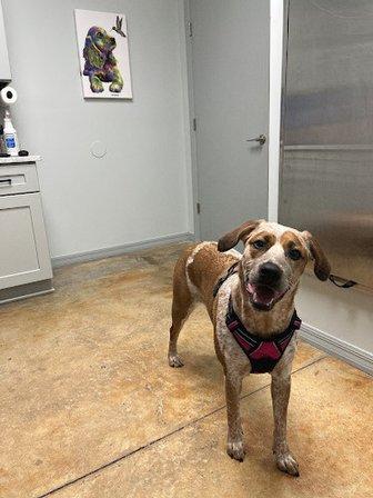 Trinity Oaks Pet Wellness Center