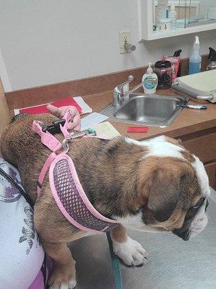 Auburndale Veterinary Clinic