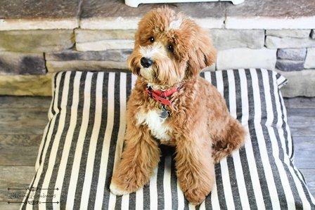 Lakewood Labradoodles