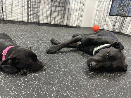Nate's Honor Animal Rescue Center