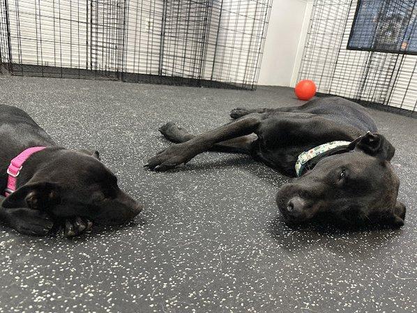 Nate's Honor Animal Rescue Center