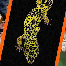 Reptiles for sale from Reptiles.com