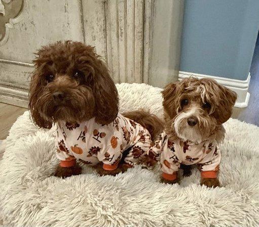 Darrells Maltipoo Puppies For Sale