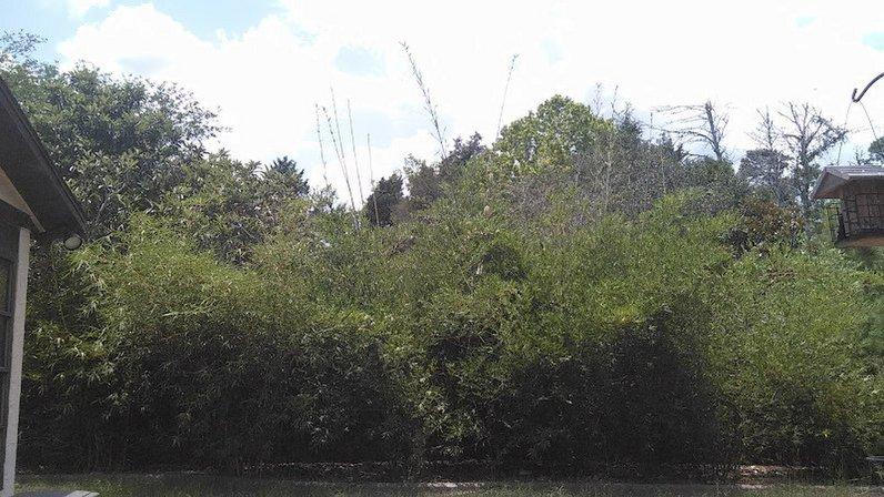 Johnson Bamboo
