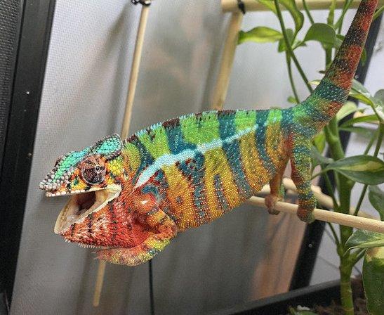 Reptiles for sale from Reptiles.com