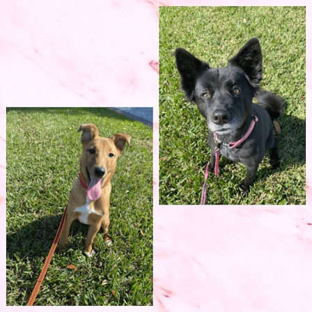 Happy 4 Paws, LLC