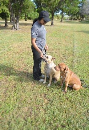 Relano's Precision Pooch School