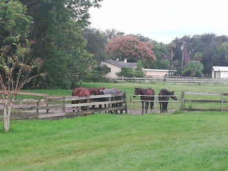 Paddy's Pastures