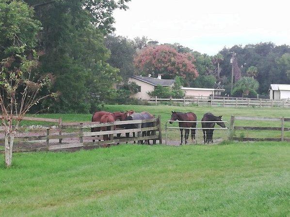 Paddy's Pastures