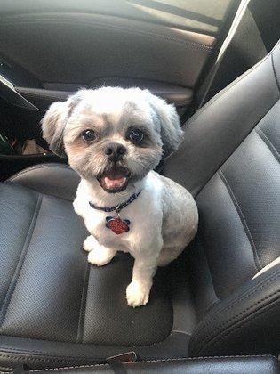 Doggie Divine Pet Spa and Grooming