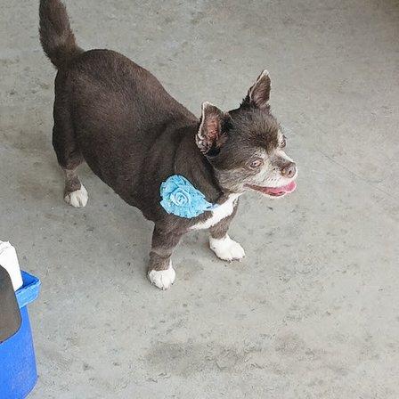 Puppy Luv Boarding & Grooming