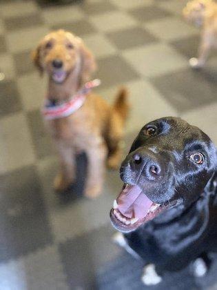 Camp Cooper (DOGGY Daycare)