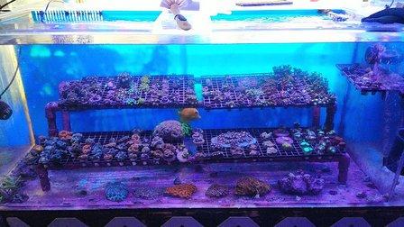 Drysdale Aquarium Inc