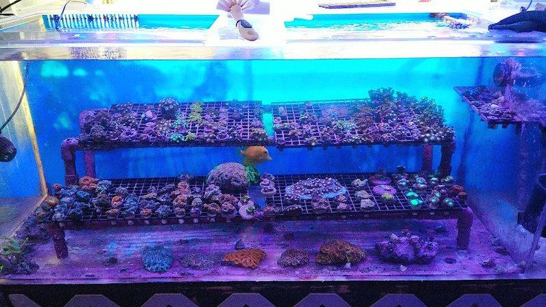 Drysdale Aquarium Inc