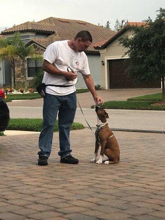 Dog Life LLC
