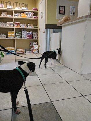 Saunders Veterinary Services