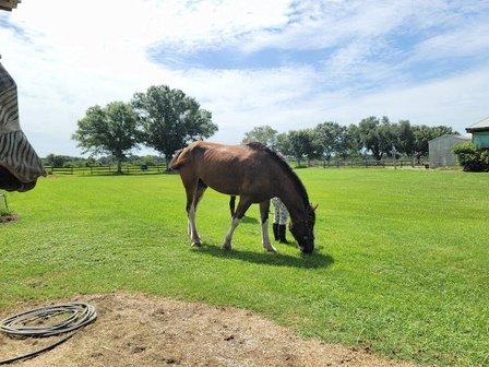 PKG Stables