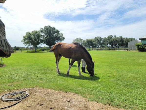 PKG Stables