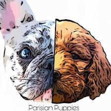 Parisian Puppies Goldendoodles Tampa
