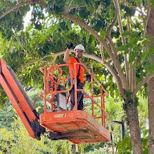 Tree Tune ups
